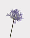 Tall Artificial Agapanthus Stem 25"