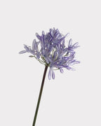 Tall Artificial Agapanthus Stem 25"