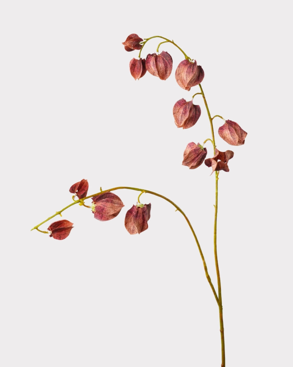 Trailing Faux Lantern Berry Stem - 35.4"