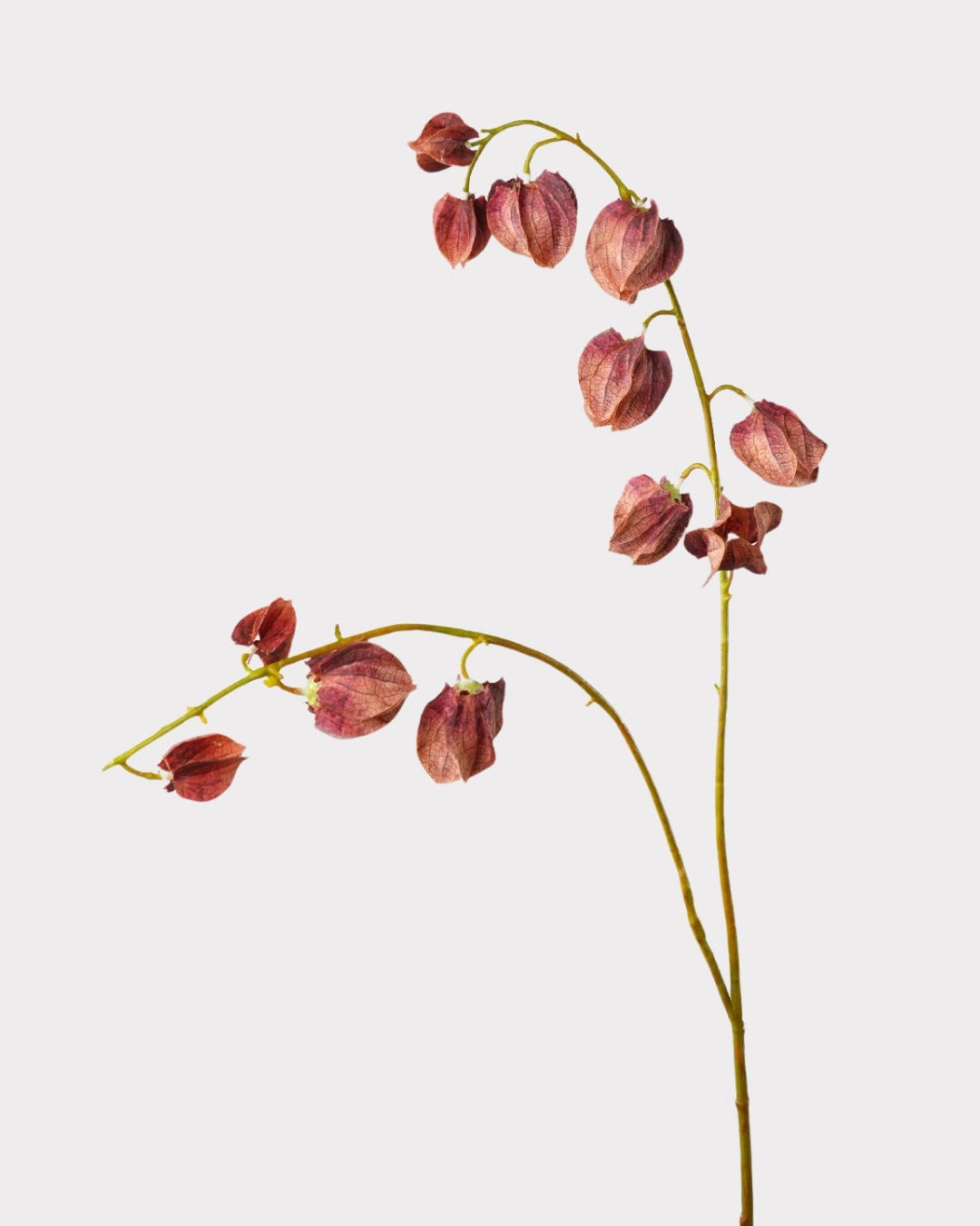 Trailing Faux Lantern Berry Stem - 35.4"