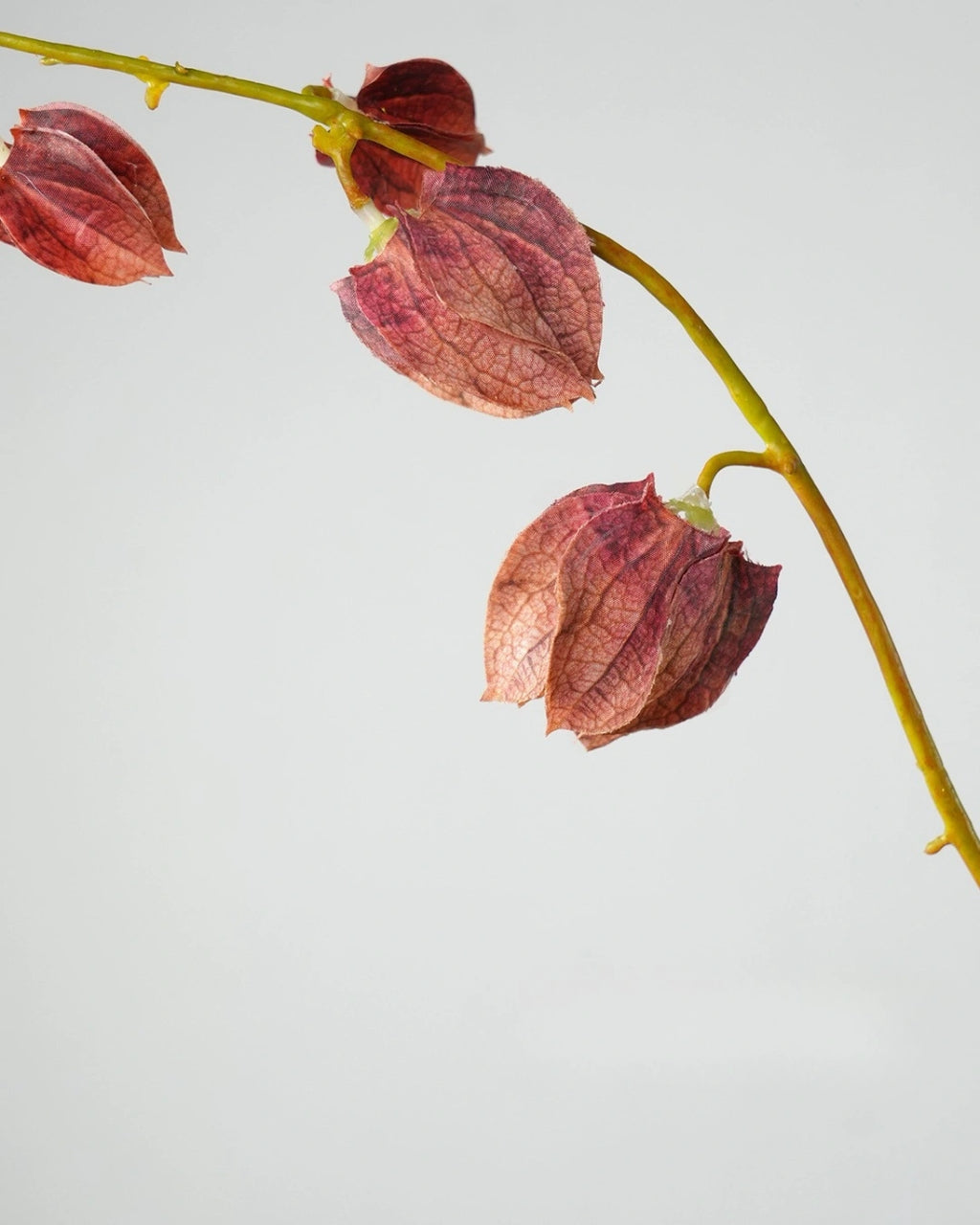 Trailing Faux Lantern Berry Stem - 35.4"