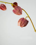 Trailing Faux Lantern Berry Stem - 35.4"