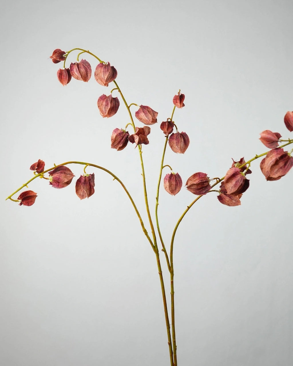 Trailing Faux Lantern Berry Stem - 35.4"
