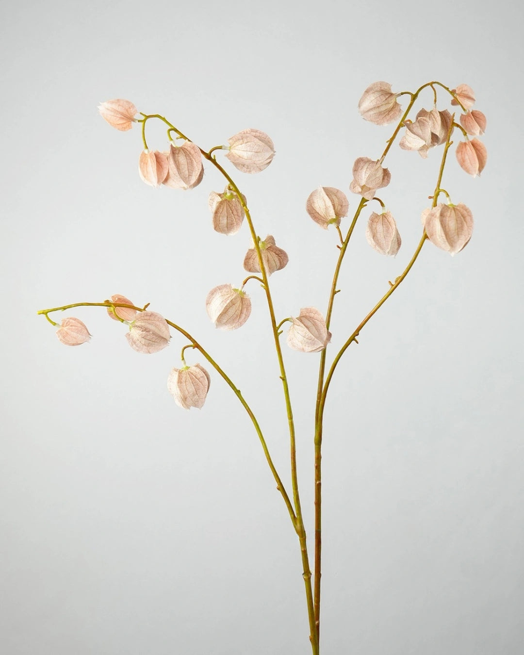 Trailing Faux Lantern Berry Stem - 35.4"