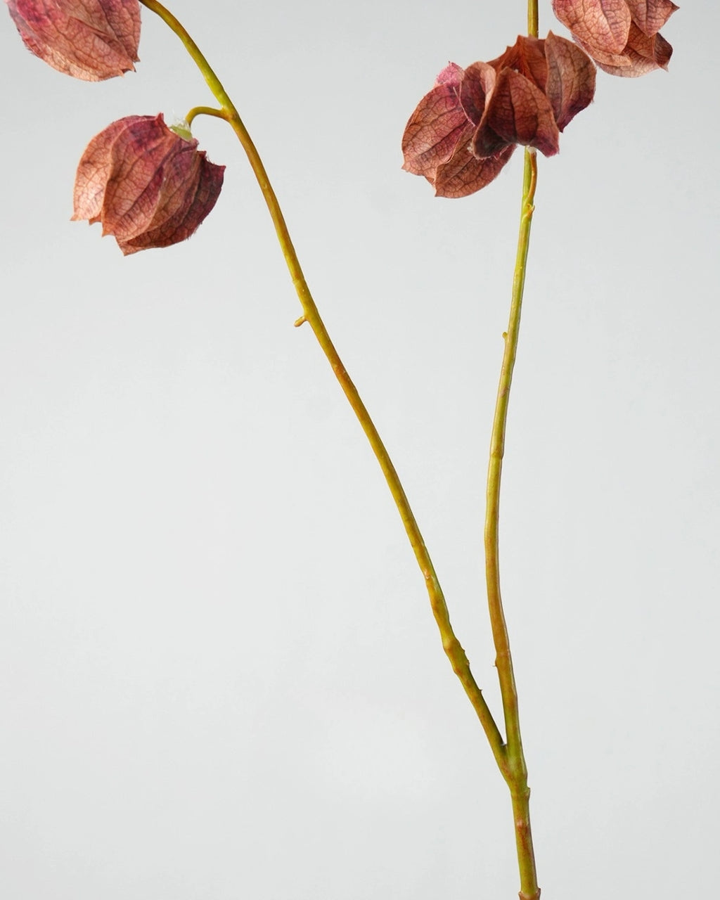Trailing Faux Lantern Berry Stem - 35.4"
