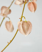 Trailing Faux Lantern Berry Stem - 35.4"
