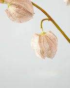 Trailing Faux Lantern Berry Stem - 35.4"